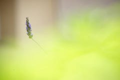 Цветение лаванды самостоятельно предпосылкой bokeh стоковые изображения Цветение лаванды самостоятельно предпосылкой bokeh стоковые изображения