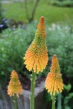 Цветеня kniphofia 3 или накаленного докрасна покера в цвете popsicle манго стоковое фото rf Цветеня kniphofia 3 или накаленного докрасна покера в цвете popsicle манго стоковое фото rf