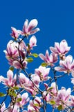 цветет magnolia стоковое изображение rf цветет magnolia стоковое изображение rf
