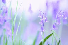 Цветки Bluebells цветут на великобританском поле леса в весеннем времени стоковое изображение rf Цветки Bluebells цветут на великобританском поле леса в весеннем времени стоковое изображение rf