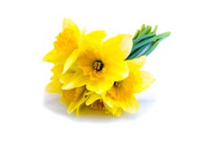 Цветки Daffodils изолированные на белой предпосылке стоковое изображение Цветки Daffodils изолированные на белой предпосылке стоковое изображение