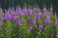 Цветки Fireweed, angostifolium Chamaenerion на солнечный летний день стоковая фотография rf Цветки Fireweed, angostifolium Chamaenerion на солнечный летний день стоковая фотография rf