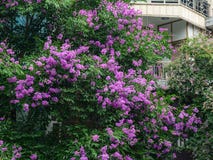 Цветки Lagerstroemia indica на парке Стоковое Изображение RF Цветки Lagerstroemia indica на парке Стоковое Изображение RF