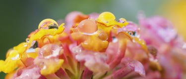 Цветки Lantana зацветая во время ливня стоковые изображения rf Цветки Lantana зацветая во время ливня стоковые изображения rf