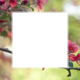 Цветки весны розовые с квадратной рамкой для текста Шаблон для inv стоковая фотография Цветки весны розовые с квадратной рамкой для текста Шаблон для inv стоковая фотография