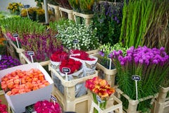 Цветки для продажи на голландском рынке цветка, Амстердаме, Нидерланд, 12-ое октября 2017 стоковые фотографии rf Цветки для продажи на голландском рынке цветка, Амстердаме, Нидерланд, 12-ое октября 2017 стоковые фотографии rf