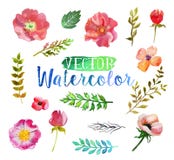 Цветки и листья aquarelle акварели вектора иллюстрация штока Цветки и листья aquarelle акварели вектора иллюстрация штока
