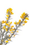 цветки изолированные над белизной весны shrub Стоковые Фото цветки изолированные над белизной весны shrub Стоковые Фото