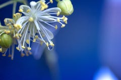 Цветки липы с падением воды Цветки весны и лета Цветок липы макроса стоковая фотография Цветки липы с падением воды Цветки весны и лета Цветок липы макроса стоковая фотография