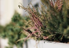 Цветки розового Heather с зелеными листьями в конце-вверх цветника города Красивые орнаментальные растительность и трава стоковые изображения rf Цветки розового Heather с зелеными листьями в конце-вверх цветника города Красивые орнаментальные растительность и трава стоковые изображения rf