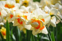 Цветник Narcissus в солнечном свете стоковые изображения Цветник Narcissus в солнечном свете стоковые изображения