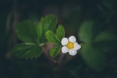 Цветок дикой клубники стоковые изображения rf Цветок дикой клубники стоковые изображения rf
