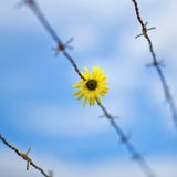 Цветок и barbwire стоковые изображения rf Цветок и barbwire стоковые изображения rf