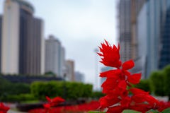 Цветок конца-вверх красивый красный мудрый на запачканной предпосылке делового района и неба overcast стоковое изображение rf Цветок конца-вверх красивый красный мудрый на запачканной предпосылке делового района и неба overcast стоковое изображение rf