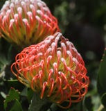 Цветок короля Protea с черной зеленой предпосылкой bokeh, закрывает вверх по взгляду стоковое изображение Цветок короля Protea с черной зеленой предпосылкой bokeh, закрывает вверх по взгляду стоковое изображение