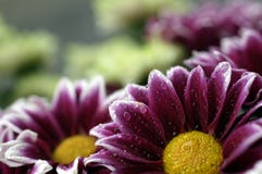 Цветок пинка и белых с капельками воды стоковое изображение Цветок пинка и белых с капельками воды стоковое изображение