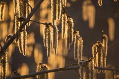 Цветя catkins на ветвях осины в золотом солнечном свете на заходе солнца стоковые изображения Цветя catkins на ветвях осины в золотом солнечном свете на заходе солнца стоковые изображения