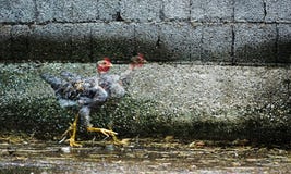 Цыпленок беглеца стоковая фотография rf Цыпленок беглеца стоковая фотография rf