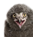 Цыпленок вызывая, scandiacus сыча Snowy Bubo стоковая фотография Цыпленок вызывая, scandiacus сыча Snowy Bubo стоковая фотография