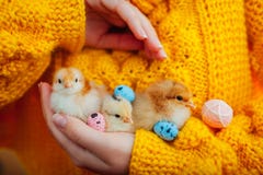Цыпленок пасхи Женщина держа 3 оранжевых цыпленока в руке окруженной с пасхальными яйцами стоковая фотография Цыпленок пасхи Женщина держа 3 оранжевых цыпленока в руке окруженной с пасхальными яйцами стоковая фотография