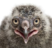 Цыпленок сыча Snowy, scandiacus Bubo, 19 дней старых против задней части белизны стоковая фотография rf Цыпленок сыча Snowy, scandiacus Bubo, 19 дней старых против задней части белизны стоковая фотография rf