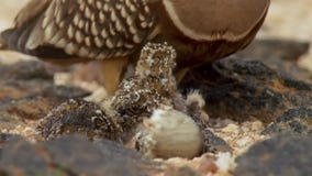 Цыпленоки рябковых насиживают, пустыня Kalahari, Южная Африка стоковое фото rf Цыпленоки рябковых насиживают, пустыня Kalahari, Южная Африка стоковое фото rf