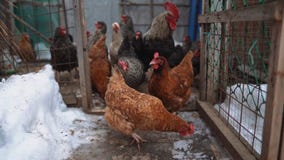 Цыплята Брауна в курятнике поднятом для мяса и яя, обрабатывать землю домочадца изображение запаса †« стоковая фотография rf Цыплята Брауна в курятнике поднятом для мяса и яя, обрабатывать землю домочадца изображение запаса †« стоковая фотография rf