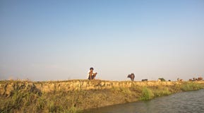 Чабан ждал его коров и буйвола, Mrauk u Мьянмы стоковое изображение Чабан ждал его коров и буйвола, Mrauk u Мьянмы стоковое изображение