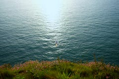 Чайка летания на скалах Etretat на заходе солнца стоковая фотография rf Чайка летания на скалах Etretat на заходе солнца стоковая фотография rf