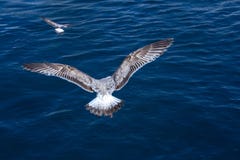 Чайка над голубым морем Птица распространяет свои крылья и земли на воде Falow птицы другая птица стоковое фото Чайка над голубым морем Птица распространяет свои крылья и земли на воде Falow птицы другая птица стоковое фото