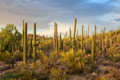 Чащи в лучах заходящего солнца, национальный парк кактуса Saguaro, юговосточная Аризона, Соединенные Штаты стоковое изображение Чащи в лучах заходящего солнца, национальный парк кактуса Saguaro, юговосточная Аризона, Соединенные Штаты стоковое изображение