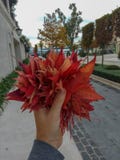 Человек держа разрешение красного клена в осени с предпосылкой города и моря голубого неба стоковая фотография rf Человек держа разрешение красного клена в осени с предпосылкой города и моря голубого неба стоковая фотография rf