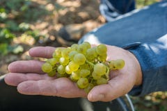Человек показывает ller-Thurgau ¼ MÃ на сборе виноградины стоковая фотография Человек показывает ller-Thurgau ¼ MÃ на сборе виноградины стоковая фотография