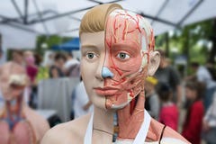 Человеческая модель анатомии на выставке улицы стоковые фотографии rf Человеческая модель анатомии на выставке улицы стоковые фотографии rf