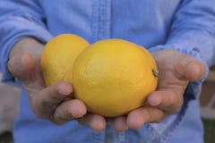 Человеческие руки предлагая лимоны стоковые изображения rf Человеческие руки предлагая лимоны стоковые изображения rf