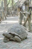 Черепаха Aldabra гигантская на тротуаре стоковая фотография Черепаха Aldabra гигантская на тротуаре стоковая фотография