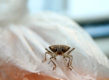 черепашка пива Насекомое бича Sunn Integriceps Eurygaster хлопья подрезывают бич стоковое фото rf черепашка пива Насекомое бича Sunn Integriceps Eurygaster хлопья подрезывают бич стоковое фото rf
