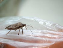 черепашка пива Насекомое бича Sunn Integriceps Eurygaster хлопья подрезывают бич стоковое изображение черепашка пива Насекомое бича Sunn Integriceps Eurygaster хлопья подрезывают бич стоковое изображение