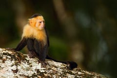 Черная обезьяна сидя на ветви дерева в Capuchin темной троповой обезьяны леса седоволасом, capucinus Cebus Обезьяна в na стоковые изображения Черная обезьяна сидя на ветви дерева в Capuchin темной троповой обезьяны леса седоволасом, capucinus Cebus Обезьяна в na стоковые изображения