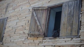 Черная собака смотря через окно деревенского дома стоковые фотографии rf Черная собака смотря через окно деревенского дома стоковые фотографии rf