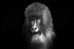 Черно-белое изображение обезьяны с яркими оранжевыми глазами стоковые фотографии rf Черно-белое изображение обезьяны с яркими оранжевыми глазами стоковые фотографии rf