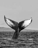 Черно-белый конец кабеля кита вверх по подныриванию в море стоковые изображения Черно-белый конец кабеля кита вверх по подныриванию в море стоковые изображения
