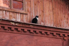 Черно-белый кот сидя на красном деревянном здании Кот на загородном доме стоковое фото Черно-белый кот сидя на красном деревянном здании Кот на загородном доме стоковое фото