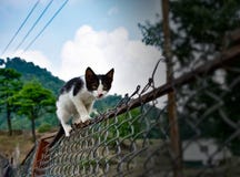 Черно-белый милый кот идя на обнесет забором сад в коте гор очень смешном стоковые фото Черно-белый милый кот идя на обнесет забором сад в коте гор очень смешном стоковые фото