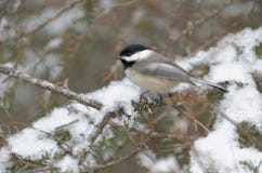 Черно-покрытое atricapillus Poecile Chickadee стоковые изображения Черно-покрытое atricapillus Poecile Chickadee стоковые изображения