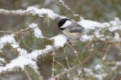 Черно-покрытое atricapillus Poecile Chickadee стоковые фотографии rf Черно-покрытое atricapillus Poecile Chickadee стоковые фотографии rf