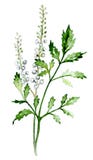черное cohosh бесплатная иллюстрация черное cohosh бесплатная иллюстрация