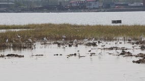 Черное гнездовье ходулей и Egrets шеи в рыбацком поселке северном Китае схвата Bai стоковое фото rf Черное гнездовье ходулей и Egrets шеи в рыбацком поселке северном Китае схвата Bai стоковое фото rf