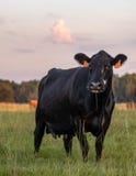 Черный Ангус crossbred портрет коровы на сумраке стоковое фото Черный Ангус crossbred портрет коровы на сумраке стоковое фото