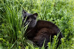 Черный кот ослабляя в траве стоковые изображения Черный кот ослабляя в траве стоковые изображения